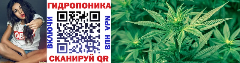 Конопля Amnesia  магазин продажи   Зима 